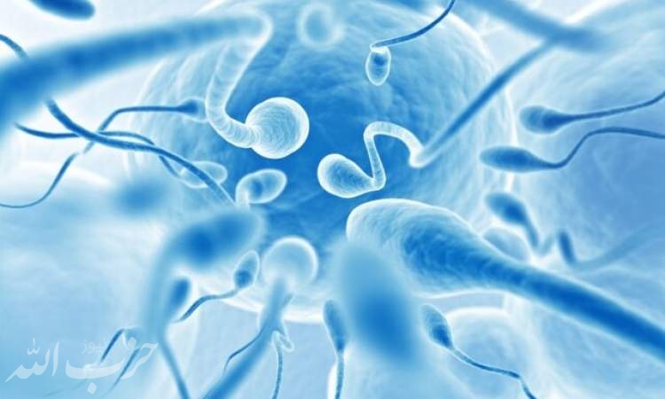 میدان مغناطیسی چه تاثیری بر اسپرم انسان دارد؟