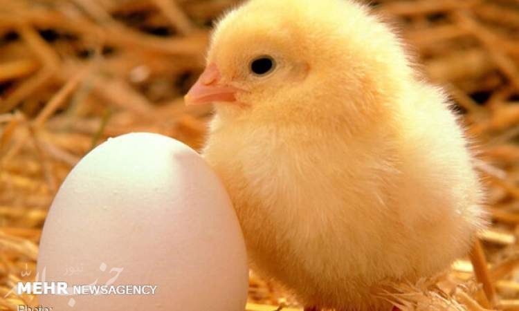 کشتار گسترده مرغ‌ها منجر به افزایش قیمت تخم مرغ شد
