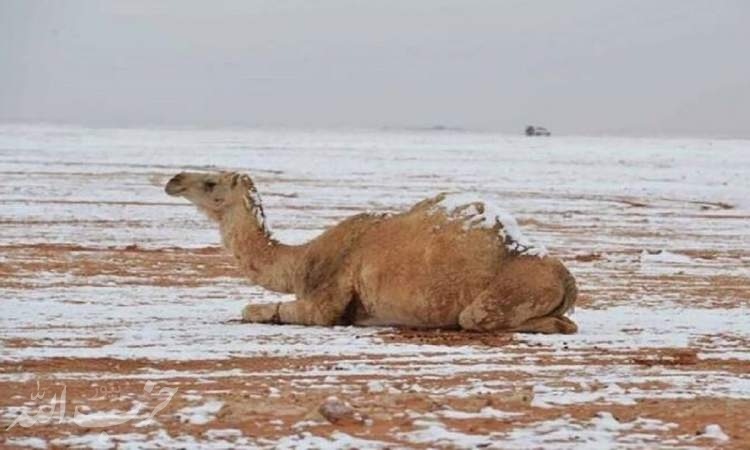 بارش برف  در عربستان  