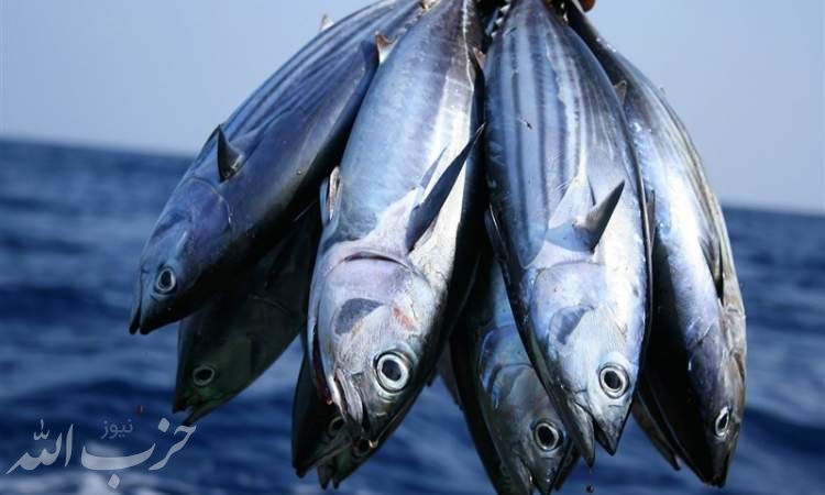 قیمت ۱۱۰ نوع ماهی و آبزیان اعلام شد+ نرخنامه