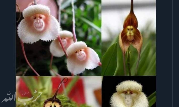 گیاهی جالب و شگفت انگیز شبیه میمون+ عکس