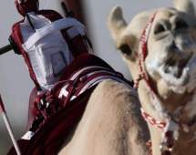 شترسواری قطر امیدوار به جذب تماشاگران جام جهانی  